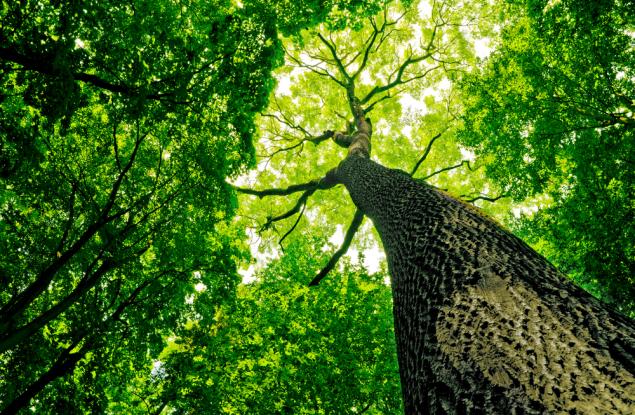 Символиката на дърветата