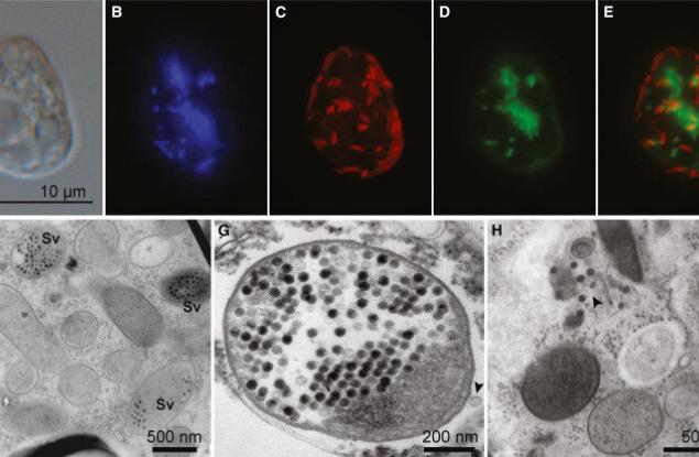 Oткриха рекордните седем генома в едноклетъчно водорасло