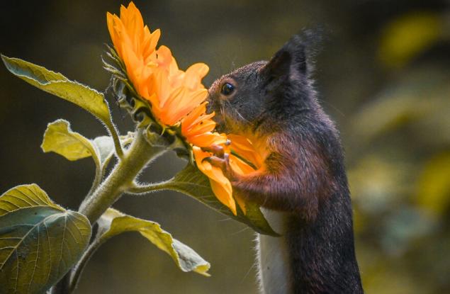19 вълшебни снимки на катерички и птици, взаимодействащи си с цветя