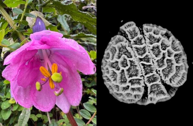 Изследователи дигитализираха цветен прашец от 18 000 растителни вида