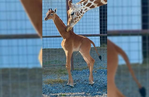 Жираф без петна се роди в зоологическата градина в Тенеси