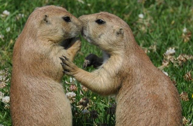 Неочакваните факти за животните