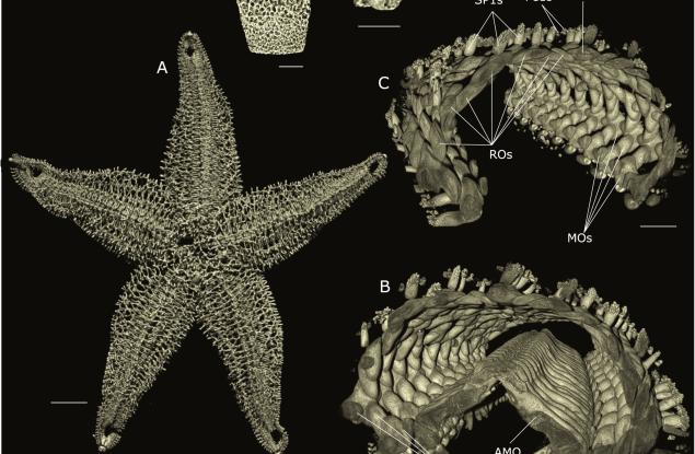 Немски учени разкриха как морските звезди могат да помогнат в изучаването на еволюцията на костите