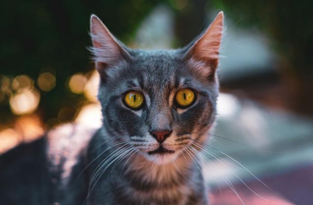 15 снимки, улавящи красотата на уличните котки на Лимасол, Кипър 