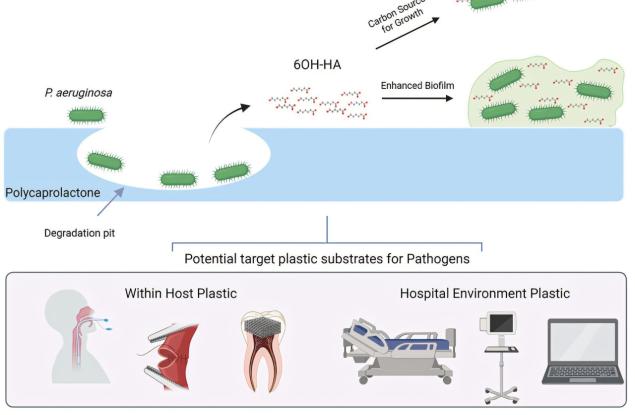 Опасна супербактерия разяжда медицинска пластмаса и застрашава безопасността в болниците