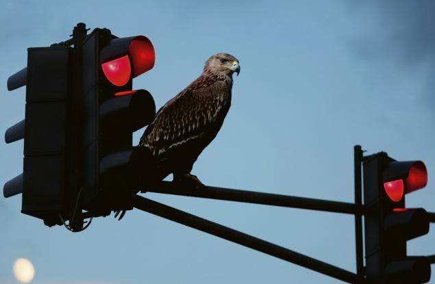 ​​​​​​​Такова чудо не бяхме виждали - царски орел в София! Какво те води насам?