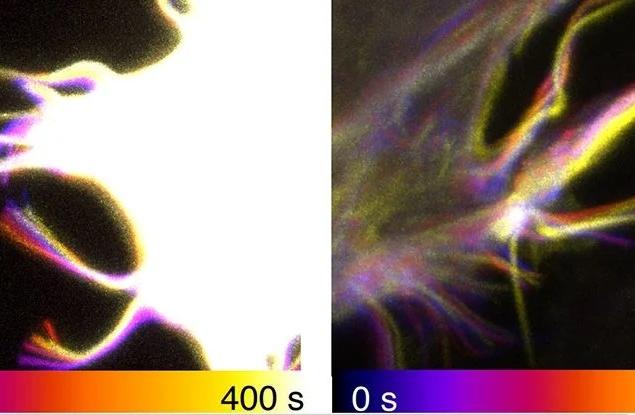 Вашите клетки имат странни „пипала“, които им помагат да се придвижват