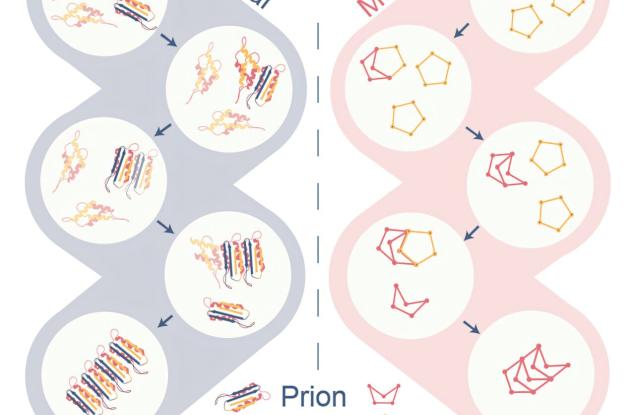 Механичен модел разкрива как прионите предизвикват домино ефект за разпространение на неправилно сгънати протеини
