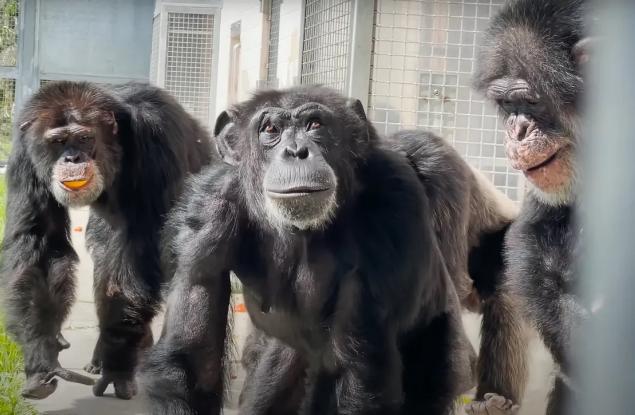 Спасено шимпанзе вижда небето за първи път от 29 години (видео)