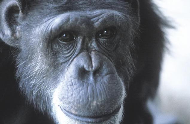 Шимпанзето Уашо – първото животно, което научава човешки език