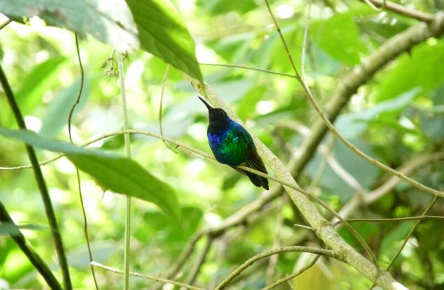 Забелязаха за първи път от години една от най-редките „изгубени птици“ на Земята 