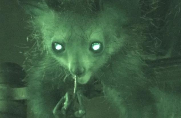 Поведението на ай-ай, чоплещ носа си, предизвика научен интерес