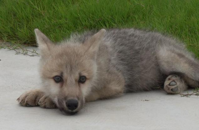 Китай показа първия в света клониран полярен вълк