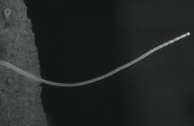 Най-голямата бактерия в света е открита в блато – и тя е толкова гигантска, че се вижда с просто око