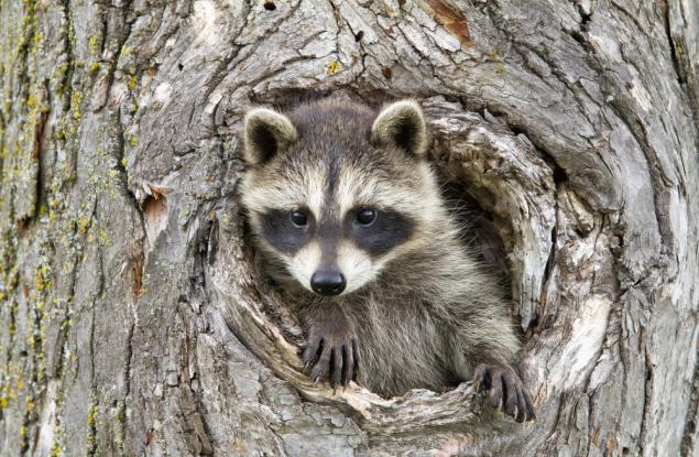 10 скрити гении на животинския свят