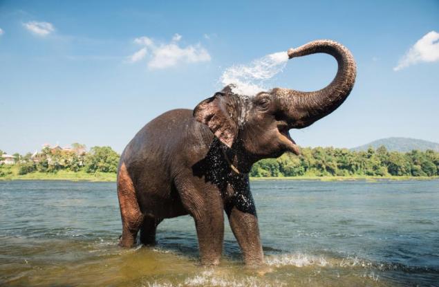 Азиатските слонове са забележителни математици