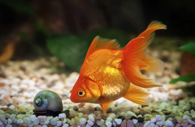 Рекламни гафове, останали в историята