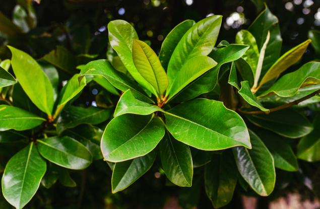 Защо в много растения има цианид?