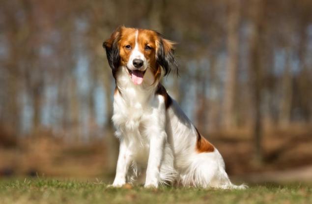 16 знака, които ще помогнат да разберете кучето по-добре