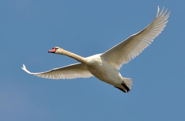 Притча за Буда и лебеда