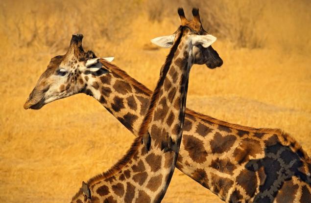 Знаете ли, че: Мъжките жирафи са „бисексуални“
