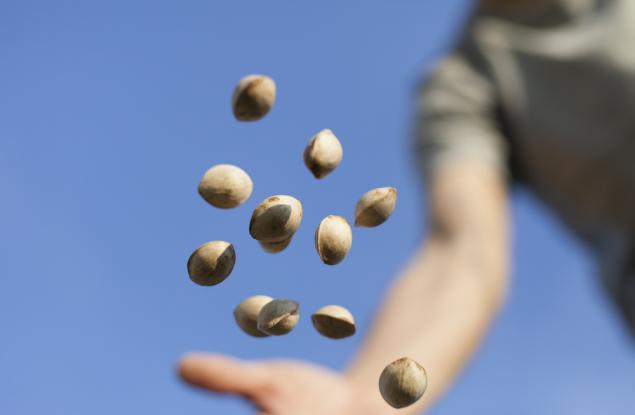 Притча за варените семена