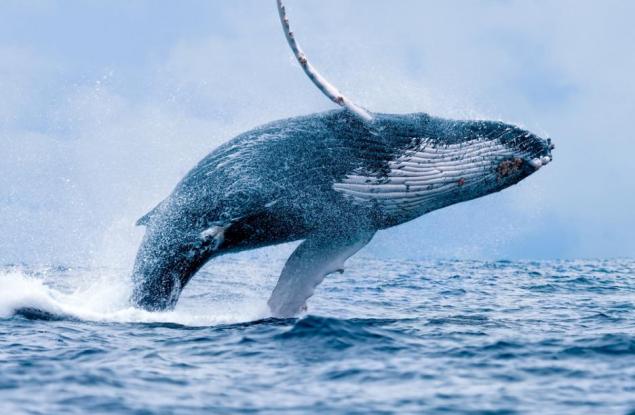 Невероятно видео показва как гърбатият кит си набавя храна
