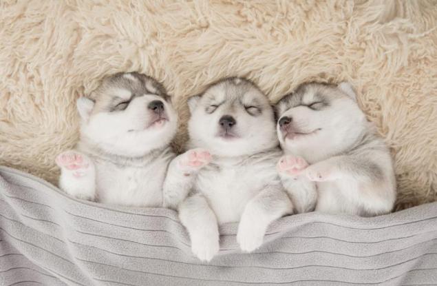 Няма нищо по-готино от гледката на едно задрямало животно