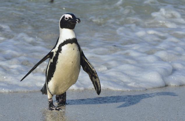 Пингвин преплува по 8000 км всяка година, за да види човека, който е спасил живота му