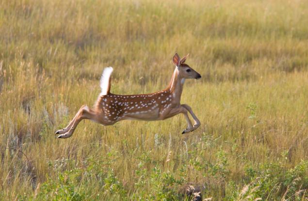  Когато видим две кучета да преследват сърна, не можем да си представим, че ще последва това...