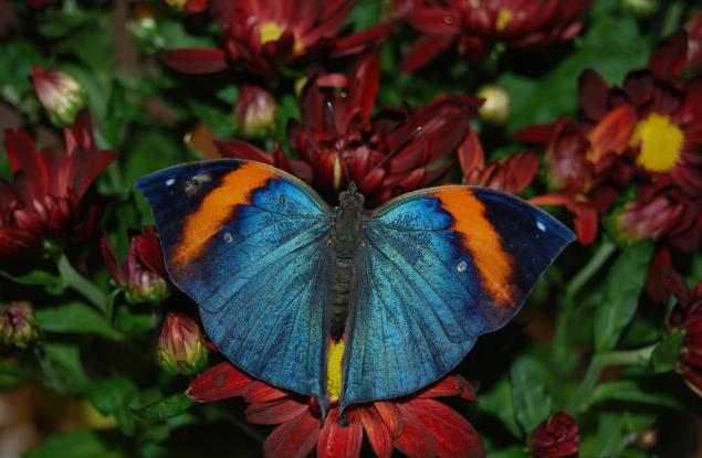 Тропически рай в Sofia Ring Mall 