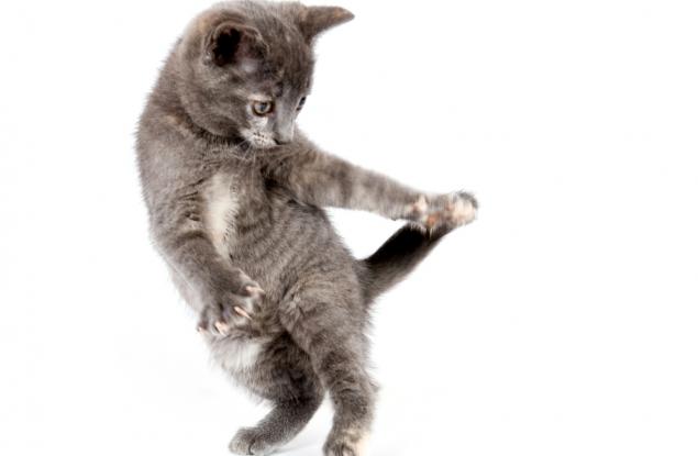 Котешкият късмет