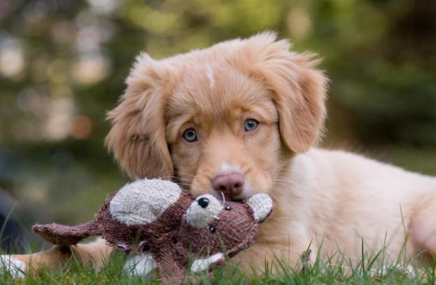 Кучетата ни манипулират с поглед, за да ги обичаме