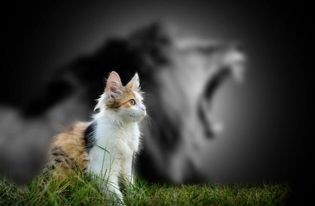  Експеримент с огледало сред дивата природа