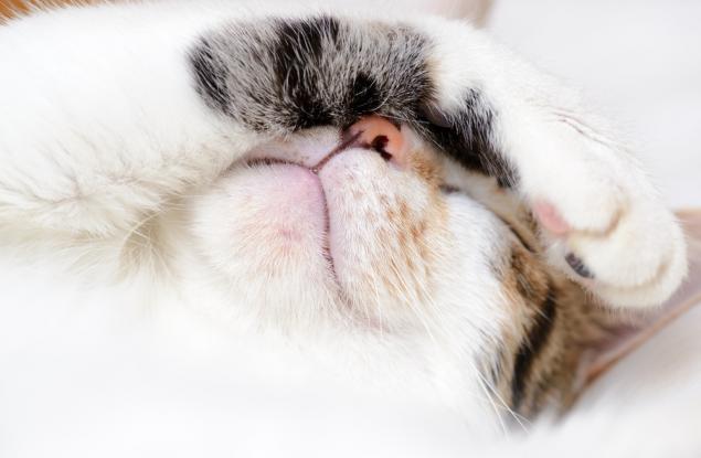 Котки, които, подобно на нас, ненавиждат сутрините