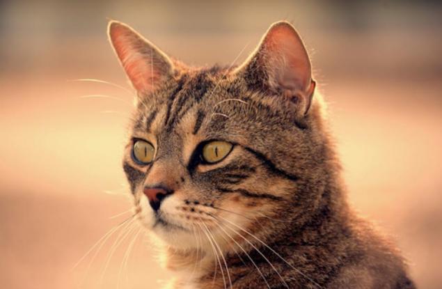 7 факта, които доказват, че котките са велики!