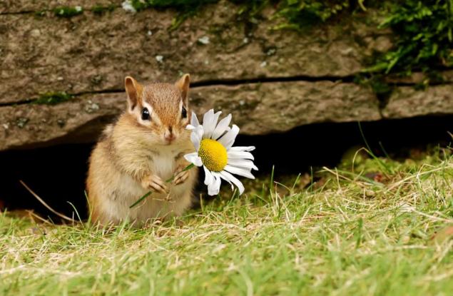 Тези 20 сладки животни са готови за пролетта