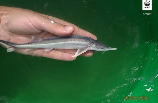 Две новоизлюпени есетри, открити в българския участък на Дунав 
