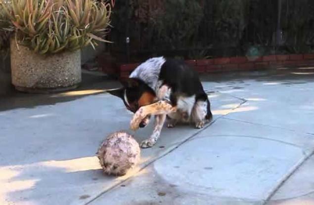 Наричат го най-умното куче в света. Вижте защо!