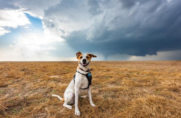 Това безстрашно куче и неговият стопанин преследват перфектната буря