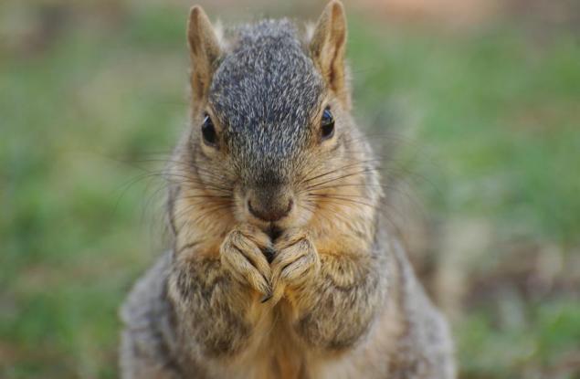 10 изненадващо опасни животни, за които не сте се замисляли