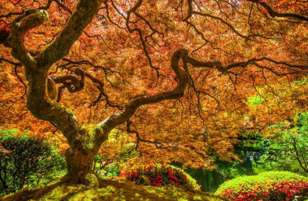 Нито едно-единствено дърво в Норвегия вече няма да се сече