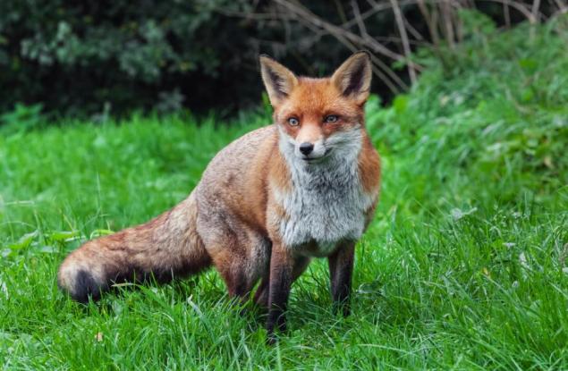 11 невероятни факта за лисиците, които ще ви накарат да ги обикнете