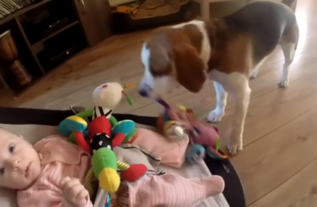 Куче краде играчката на бебе и после моли за прошка 
