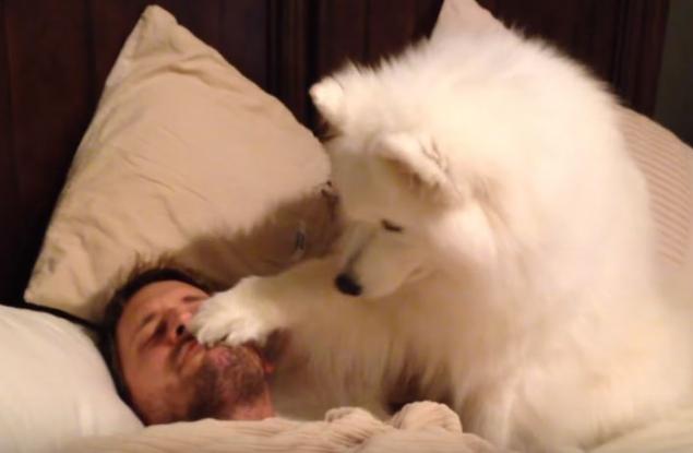 Това куче събужда стопанина си по възможно най-очарователния начин