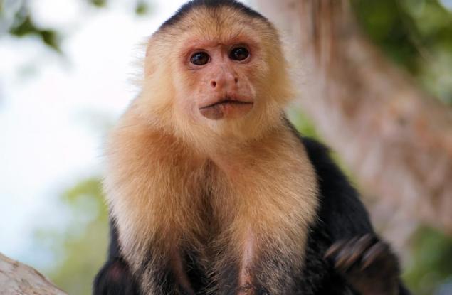 Група маймуни в Панама влязоха в Каменната епоха