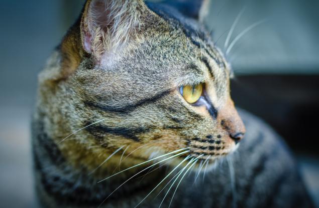 Защо котките акат на леглото и други странни поведения на домашния ви любимец