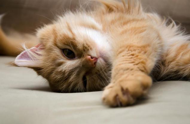 Как e "мац-пис-пис" на различните езици