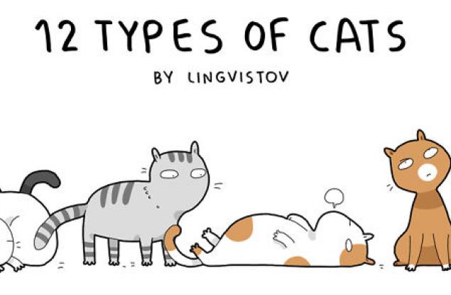 12-те типа котки
