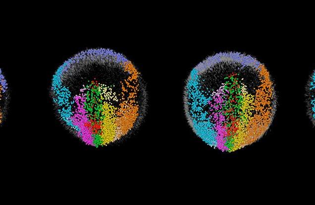 Вижте как ембрионите на мишка растат в реално време – клетка по клетка